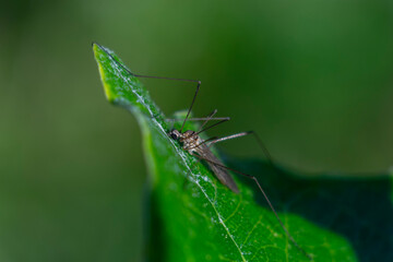 Mosquito on a green leaf