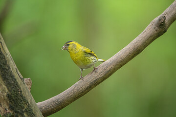 siskin