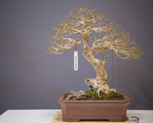 Mini bonsai tree in the flowerpot on bonsai stand a natural background - 507469631