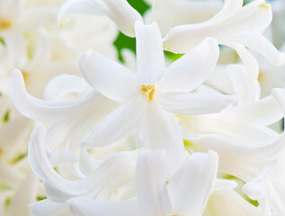 Fototapeta na wymiar Flowers blooming. White Hyacinths (Hyacinthus). Close-up