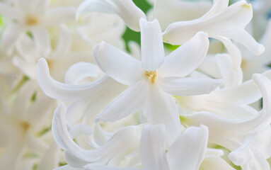 Obraz na płótnie Canvas Flowers blooming. White Hyacinths (Hyacinthus). Close-up