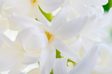 Obraz na płótnie Canvas Flowers blooming. White Hyacinths (Hyacinthus). Close-up