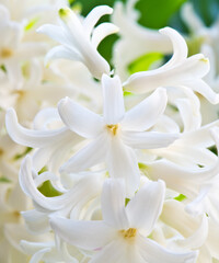 Fototapeta premium Flowers blooming. White Hyacinths (Hyacinthus). Close-up