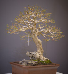 Mini bonsai tree in the flowerpot on bonsai stand a natural background - 507469655