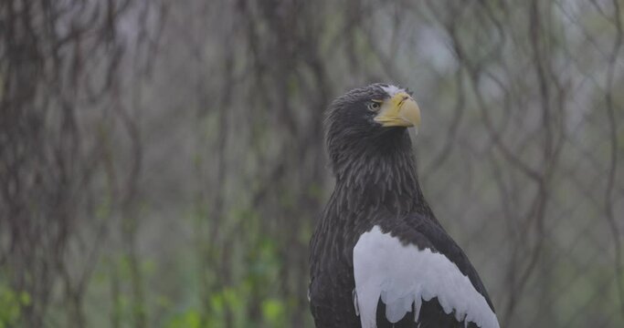 Steller's sea eagle (Haliaeetus pelagicus). Wildlife animal. detail portrait of rare bird. Close-up portrait of beautiful proud bird. 4K slow motion 120 fps video, ProRes 422, ungraded C-LOG 10 bit.