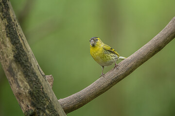 siskin