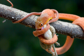 Baby red boiga eating a gecko
