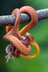 Baby red boiga eating a gecko
