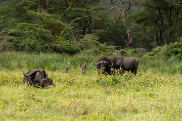 buffalo in Ngorongoro crater in Tanzania - Africa. Safari in Tanzania