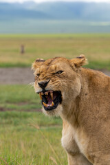 Lion in Ngorongoro crater in Tanzania - Africa. Safari in Tanzania looking for a lions