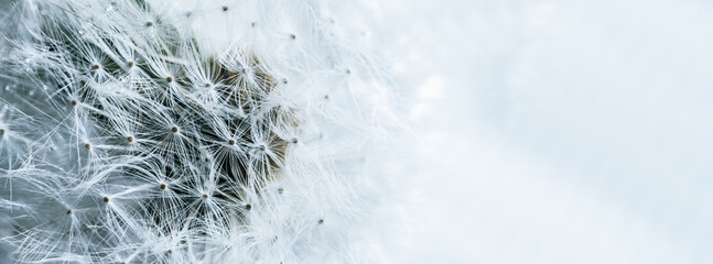 Beautiful dew drops on dandelion seed macro. soft background. Water drops on parachutes dandelion. Copy space. soft focus on water droplets. circular shape,