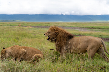 Lion in Ngorongoro crater in Tanzania - Africa. Safari in Tanzania looking for a lions