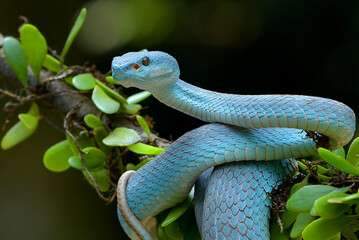 The white-lipped island pit viper on tree branch 