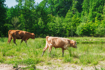 Flock of cows on a meadow