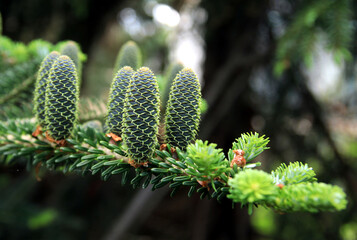Young small cones on a pine tree
