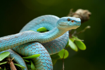 The white-lipped island pit viper on tree branch 