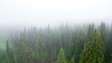 Flying above a coniferous forest in a rainy day. Fog covers the spruce trees. Mountainous landscape - Carpathia, Romania.