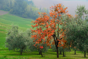 autumn landscape with red tree