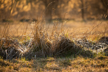 Fototapeta premium dry clumps of grass in the meadow