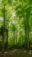 Fototapeta na wymiar A beech forest through which sunlight penetrates. Springtime. The trees and their leaves are bright green. Luxuriant vegetation in Carpathia, Romania.