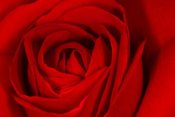 close up of beautiful red rose
