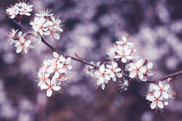 Spring cherry blossoms, white flowers. Fruit tree branch. Blooming sakura. Floral background, beautiful wallpaper.