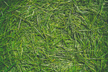 Abstract nature background of cut grass from the lawn