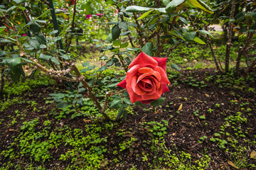 薔薇園の薔薇