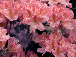 Pink Rhododendron flowers blooming in spring, closeup with selective focus, toned