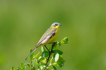 Fototapeta premium The western yellow wagtail (Motacilla flava)