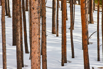 Field of pine tree trunks in snow