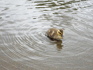 水辺にいる子鴨