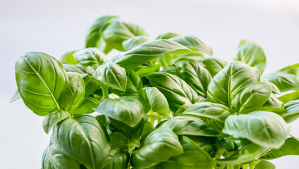 Fresh basil