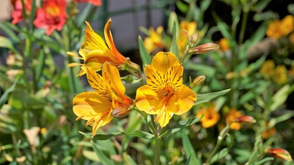 Beautiful flowers of Alstroemeria aurea also known as Peruvian lily or golden lily.