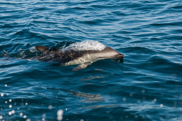 Dusky dolphin jumping , Peninsula Valdes , Unesco World Heritage Site, Patagonia , Argentina.