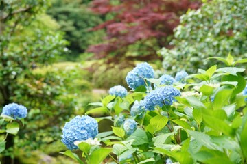 京都の宇治の三室戸寺の紫陽花