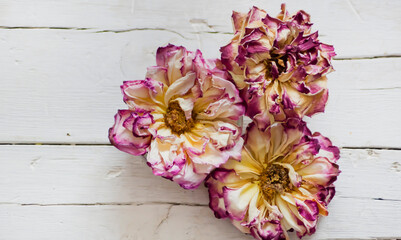Rosas secas sobre mesa de madera blanca. Vista superior