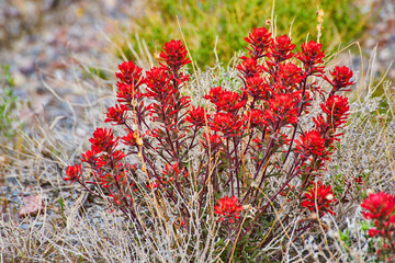 Grassy desert field with beautiful red flowers in detail