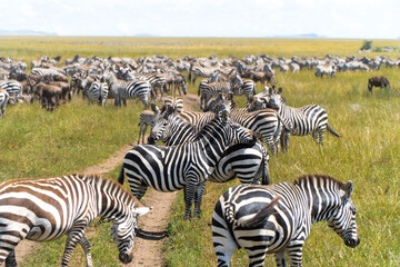 Fototapeta na wymiar zebras in Serengeti National Park in Tanzania - Africa. Safari in Tanzania looking for a zebras