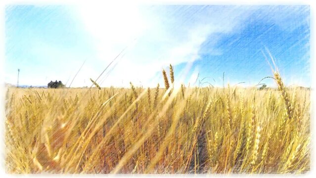 麦畑にそよぐ風　小麦 大麦と青空のコントラスト ウクライナの国旗イメージ　平和の象徴