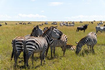Fototapeta na wymiar zebras in Serengeti National Park in Tanzania - Africa. Safari in Tanzania looking for a zebras
