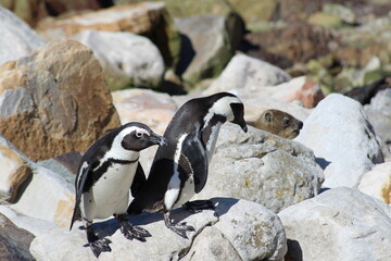 Pinguine Südafrika 