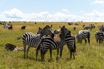 Obraz na płótnie Canvas zebras in Serengeti National Park in Tanzania - Africa. Safari in Tanzania looking for a zebras