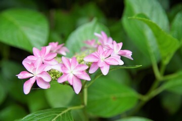 Fototapeta premium 京都の宇治の三室戸寺の紫陽花