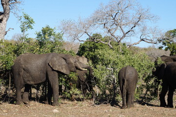 Fototapeta na wymiar Elefanten Familie groß und klein