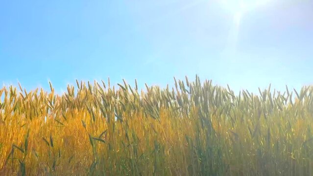 麦畑にそよぐ風　小麦 大麦と青空のコントラスト ウクライナの国旗イメージ　平和の象徴