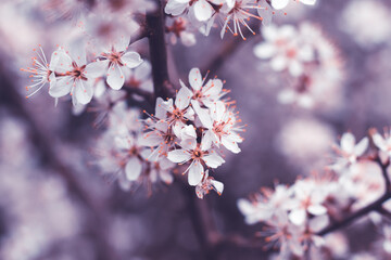 Spring cherry blossoms, white flowers. Fruit tree branch. Blooming sakura. Floral background, beautiful wallpaper. Selective focus.
