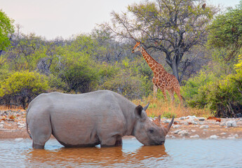 A rhino is drinking water in a small lake - Giraffe family walking in the Etosha park - Etosha...