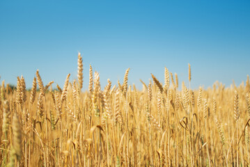 .Ears in a wheat field with a blurred background under a blue sky