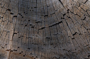 Old wood background. Natural wooden texture.